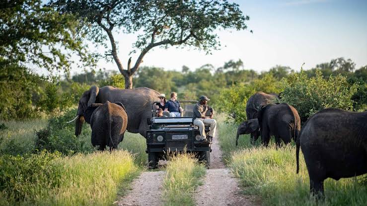 Kruger landscape